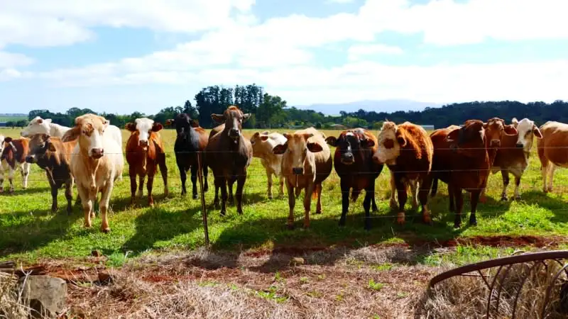 Main view of Homely house listing, 184 Picnic Crossing, Atherton QLD 4883