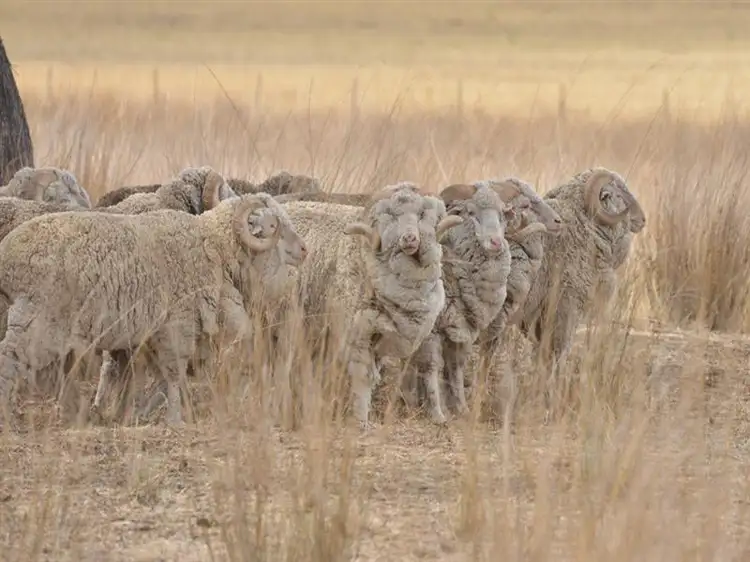 Third view of Homely rural property listing, RINGWOOD Napier Lane, Coonabarabran NSW 2357