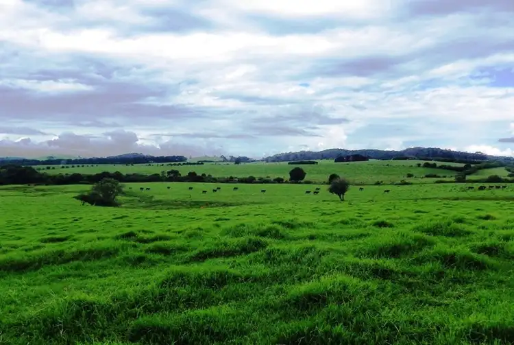 Main view of Homely rural property listing, 487 Rocky Creek Road, Dorrigo NSW 2453