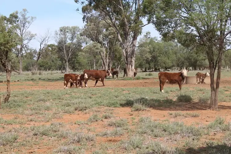 Seventh view of Homely rural property listing, . HONEYMAH Lane, Dirranbandi QLD 4486