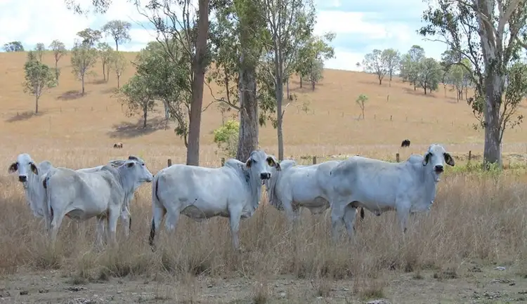 Fifth view of Homely rural property listing, "St Neots", 82 Rockemer Road, Cinnabar QLD 4600
