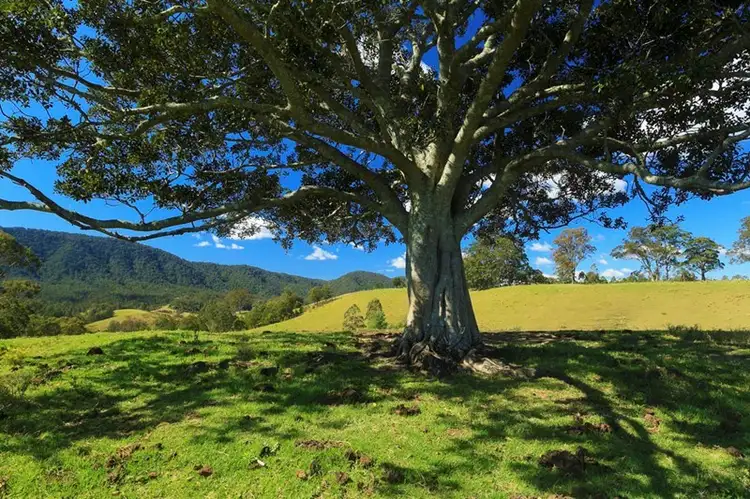 Fifth view of Homely rural property listing, Address available on request