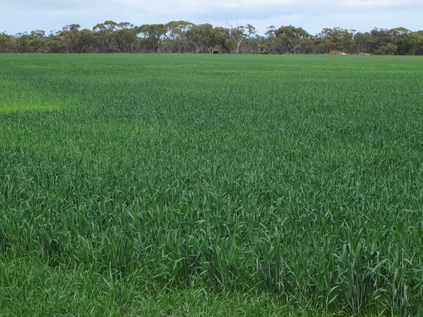 Main view of Homely rural property listing, Balannada Farm Marchagee, Coorow WA 6515