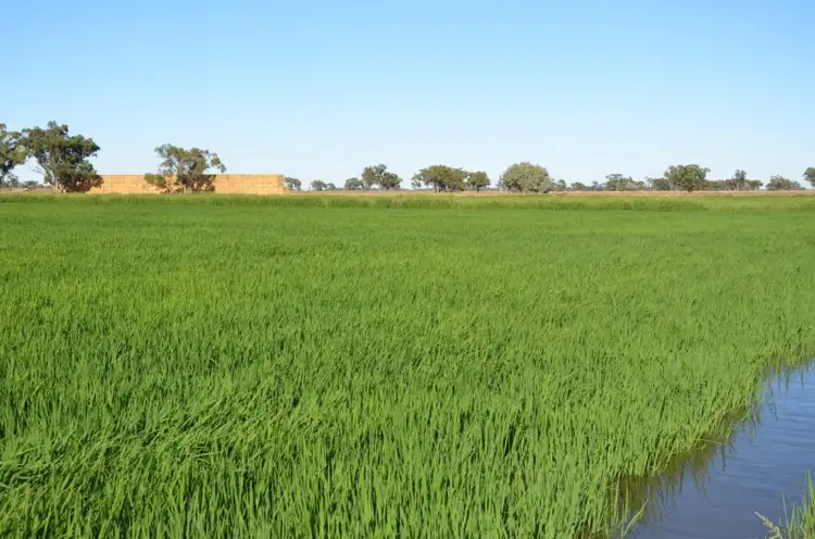 Fourth view of Homely rural property listing, 670 Willawa Lane, Finley NSW 2713