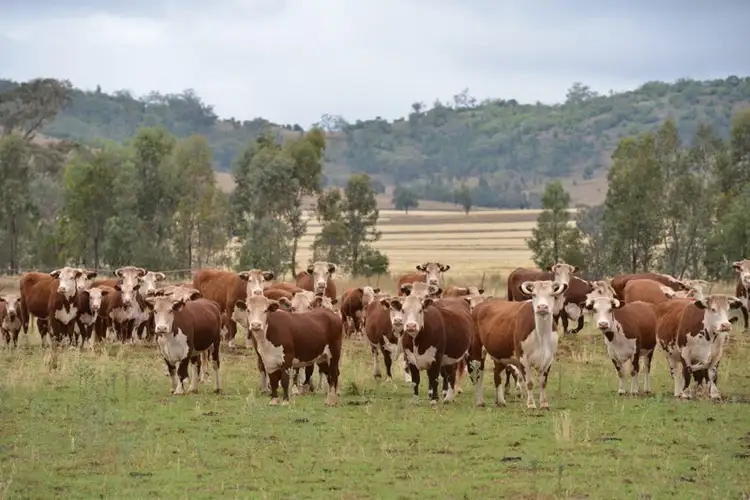 Fourth view of Homely rural property listing, " Barrington Park", Quirindi NSW 2343
