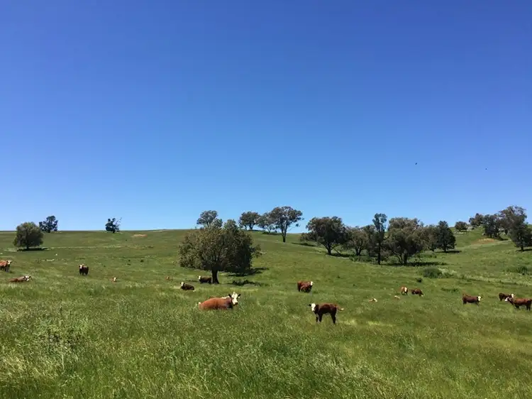 Fourth view of Homely rural property listing, 2006 Canowindra Road, Canowindra NSW 2804