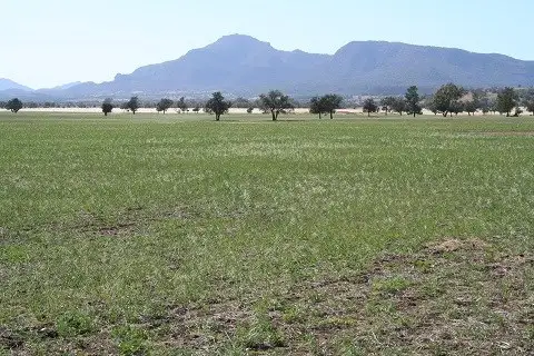 Main view of Homely rural property listing, 01 Quandong, Tooraweenah NSW 2831