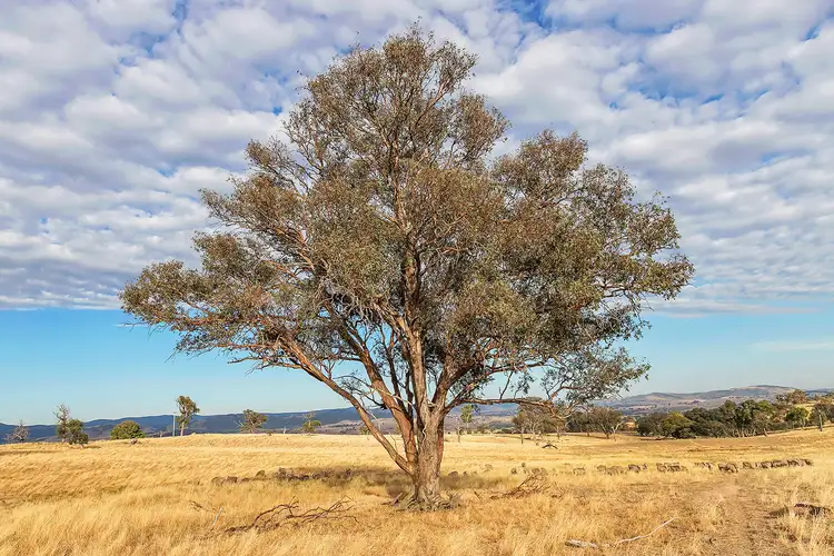 Fourth view of Homely land listing, Lot 2, 51 Brooklands Road, Wallaroo NSW 2618