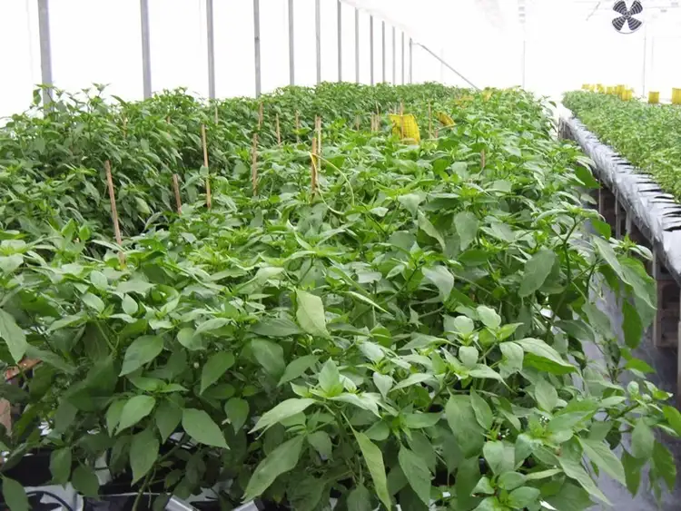 Second view of Homely rural property listing, 1 Quarry Road, Churchable QLD 4311