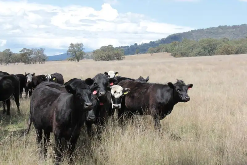Main view of Homely rural property listing, 2461 Bruxner Way, Tenterfield NSW 2372