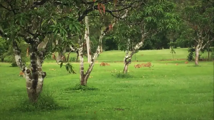 Seventh view of Homely land listing, Lot 602/47 Pringle Road, Woodwark QLD 4802