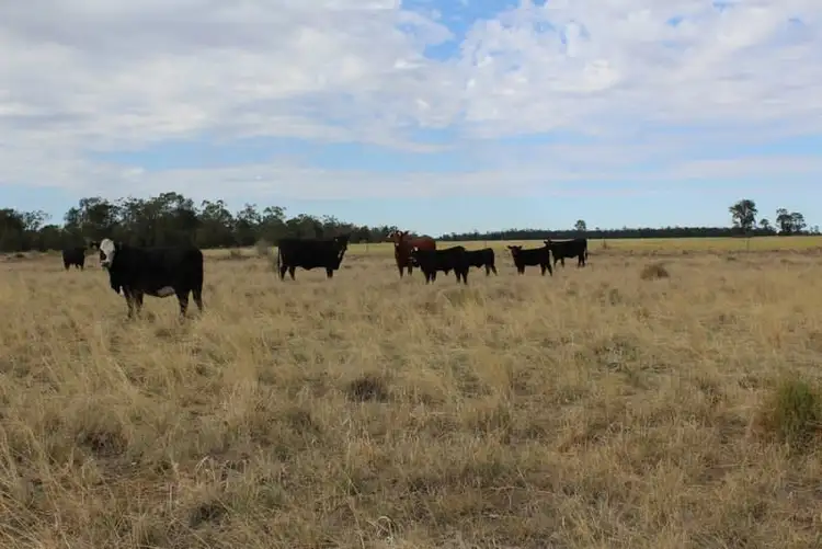 Fourth view of Homely rural property listing, " Part Kyona", Moree NSW 2400