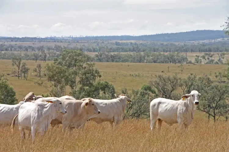 Main view of Homely rural property listing, 4324 Crowsdale Camboon Road, Biloela QLD 4715