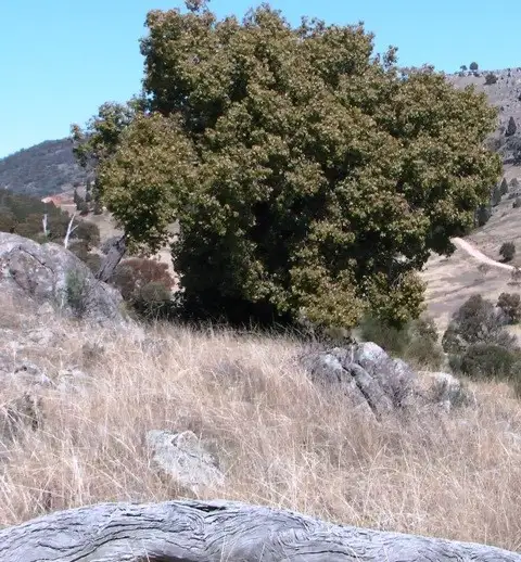 Seventh view of Homely rural property listing, Lot 154 Tarrants Gap Road, Wyangala NSW 2808