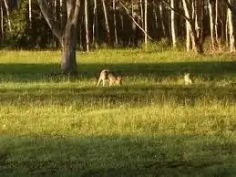 Sixth view of Homely land listing, Lot 36 Brushbox Place, Verandah Estate, Eumundi QLD 4562
