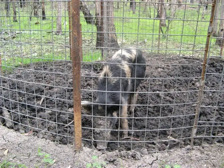 Fifth view of Homely rural property listing, "Thunderbolt Springs" Coonoor Road, Barraba NSW 2347