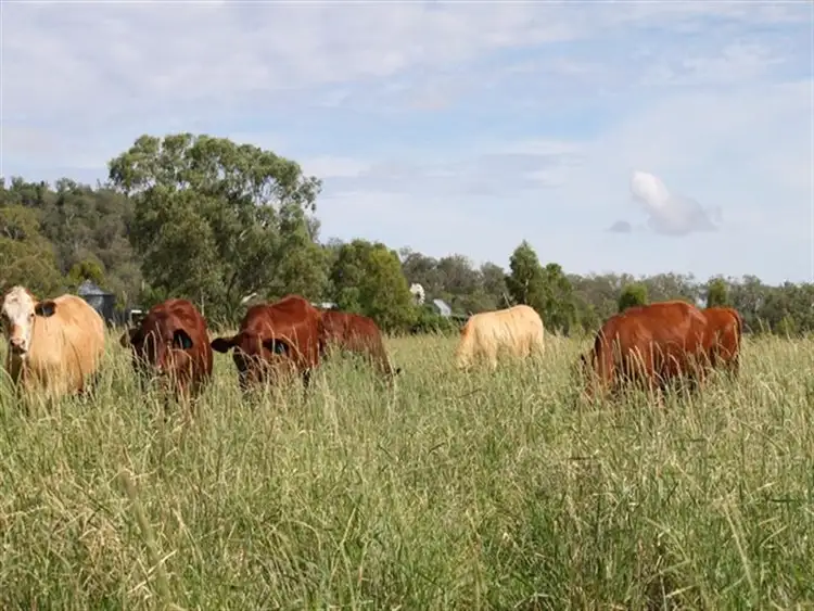 Second view of Homely rural property listing, 809 Biddeston-Linthorpe Road, Pittsworth QLD 4356