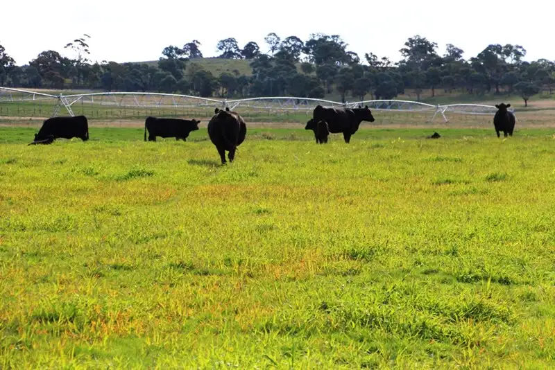 Main view of Homely rural property listing, 1735 "Karoola" Old Armidale Road, Guyra NSW 2365