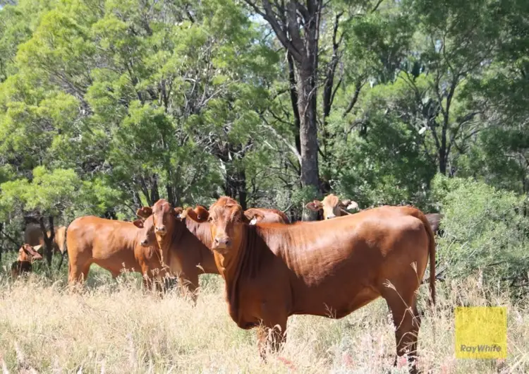0 Roma-Condamine Road, Condamine QLD 4416
