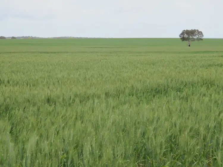 Second view of Homely rural property listing, Balannada Farm Marchagee, Coorow WA 6515