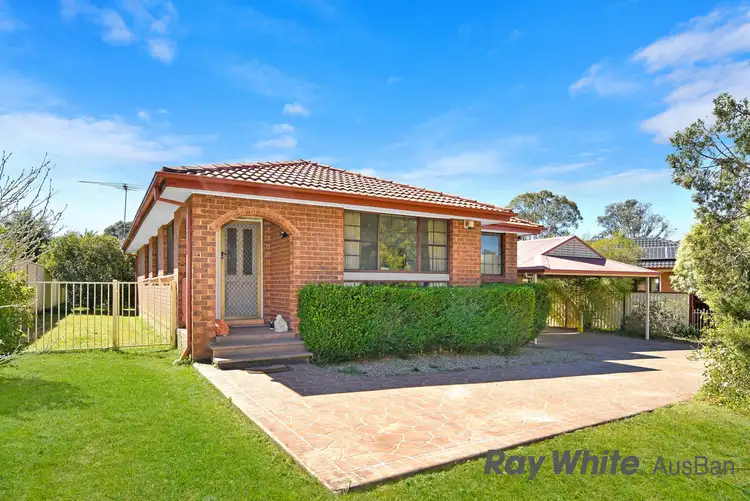 20. Groundsel, Macquarie Fields NSW 2564