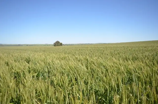 Fifth view of Homely rural property listing, Lots 21-25, 94 Sod Hut Road, Farrell Flat SA 5416