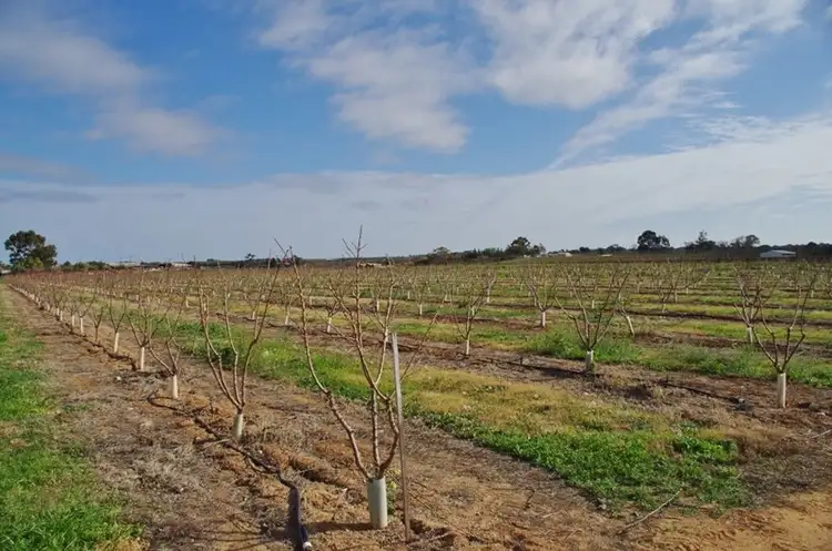 Fifth view of Homely rural property listing, 298 Kulkyne Street, Renmark SA 5341