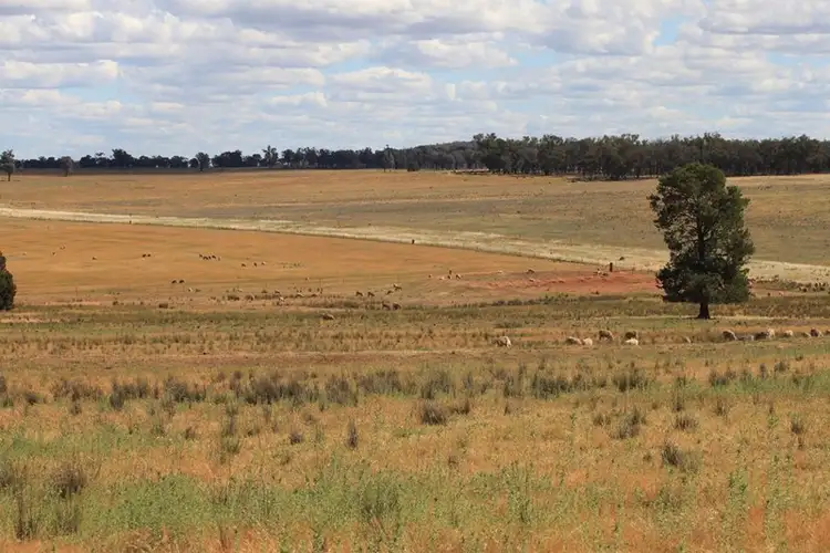 Main view of Homely rural property listing, 1 "Carramar", Forbes NSW 2871