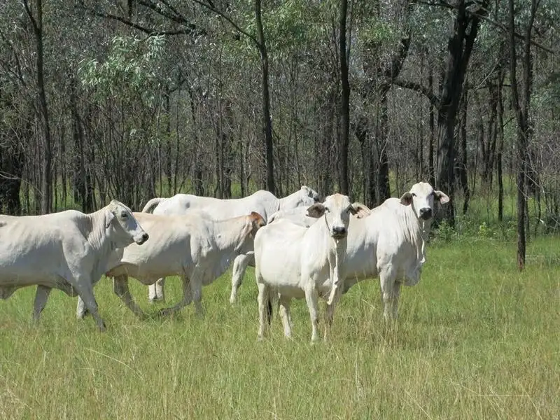 Main view of Homely rural property listing, "BOYCES" Glendarra Road, Dingo QLD 4702