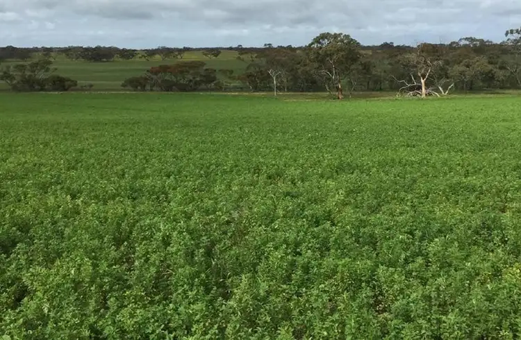 Second view of Homely rural property listing, 1380 Senior Road, Bordertown SA 5268