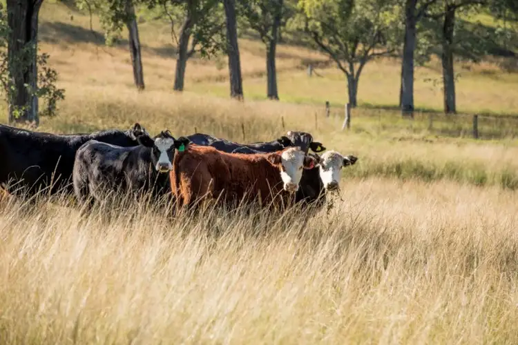 Fifth view of Homely rural property listing, 77 Cullens Creek Road, Rivertree NSW 2372