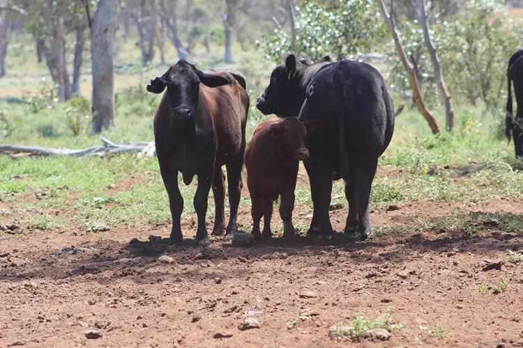 Sixth view of Homely rural property listing, 29351 Mitchell Highway, Charleville QLD 4470