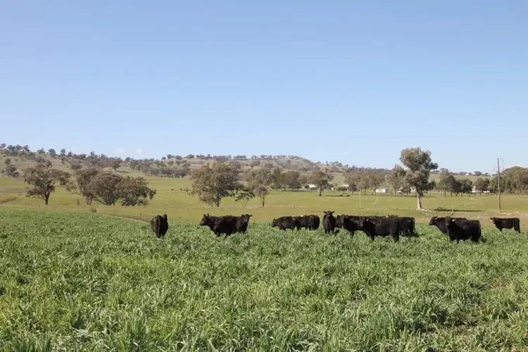 Fourth view of Homely rural property listing, 264 Black Gully Road, Werris Creek NSW 2341