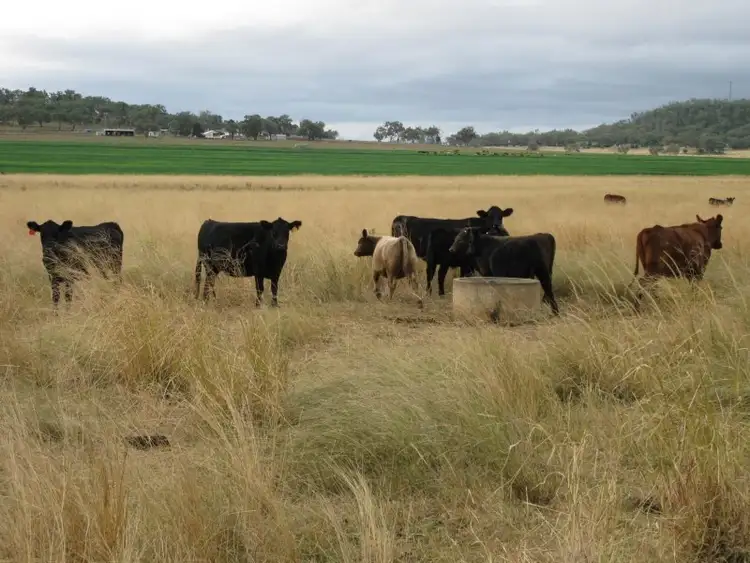 Sixth view of Homely rural property listing, 195 Moran Road, Linthorpe, Pittsworth QLD 4356