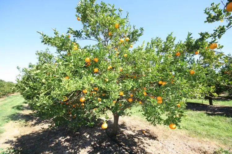 Third view of Homely rural property listing, 416 Gayndah-Mundubbera Road, Gayndah QLD 4625