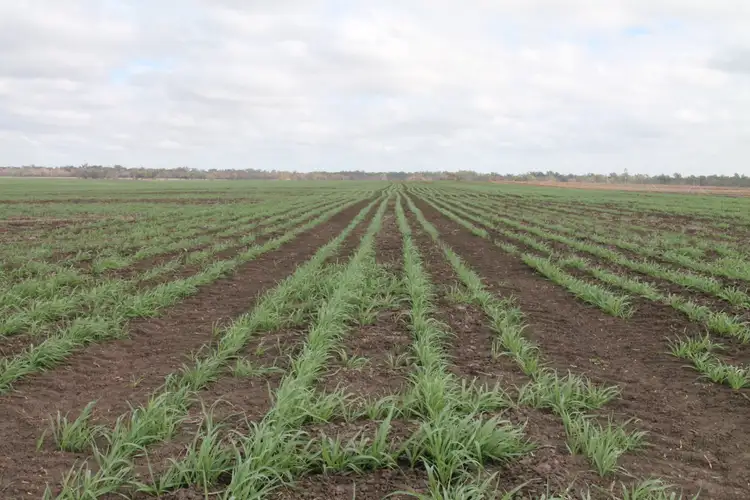 Sixth view of Homely rural property listing, 3054 Kyilla Road, Glenmorgan QLD 4423