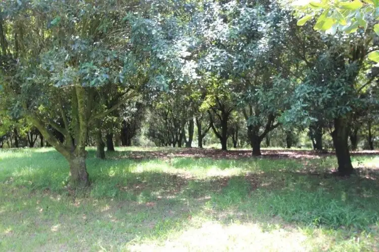Fifth view of Homely rural property listing, 161 Fletcher Road, Dunoon NSW 2480