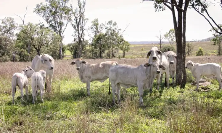 Second view of Homely rural property listing, 4324 Crowsdale Camboon Road, Biloela QLD 4715