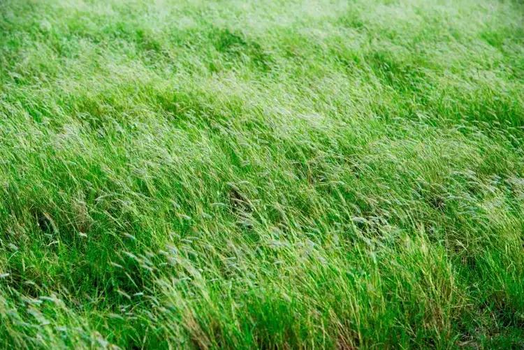 Third view of Homely rural property listing, 1400 Merton Road, Yelarbon QLD 4388