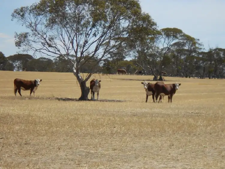 Second view of Homely rural property listing, 4703 Emu Flat Road, Bordertown SA 5268