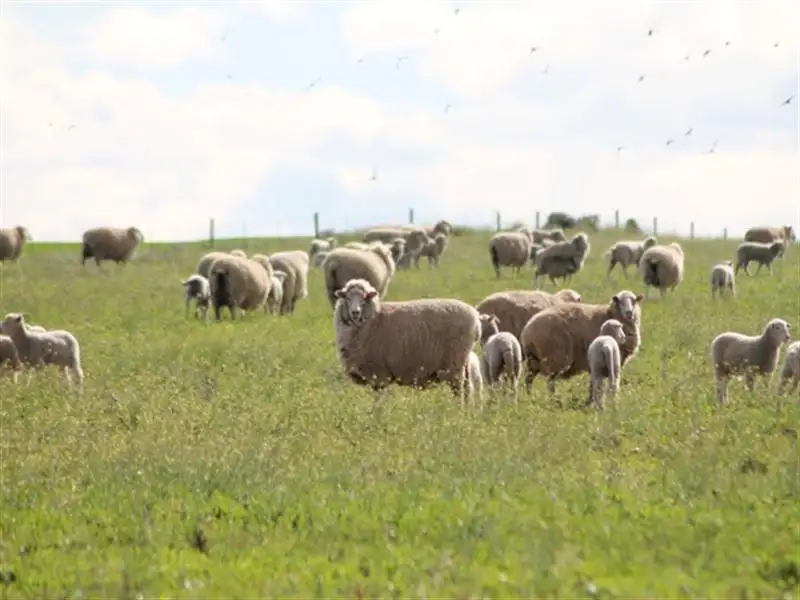 Main view of Homely rural property listing, Section 31 Wudinna Road, Darke Peak SA 5642