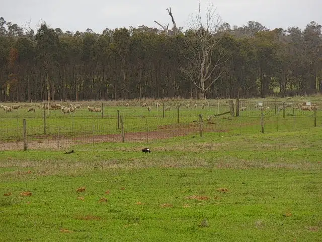 Second view of Homely land listing, Lot 2809 Eulup-Manurup Road, Mount Barker WA 6324