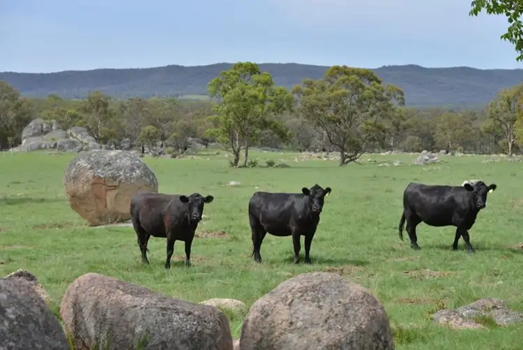 Second view of Homely rural property listing, 711 Bruxner Way, Tenterfield NSW 2372