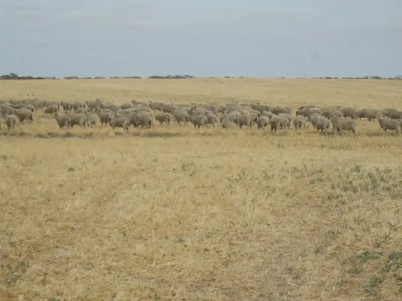 Main view of Homely rural property listing, Lot 13 Oaks Road, Pinnaroo SA 5304