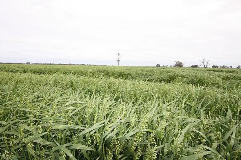 Main view of Homely rural property listing, 00 Dingee Serpentine Road, Serpentine VIC 3517