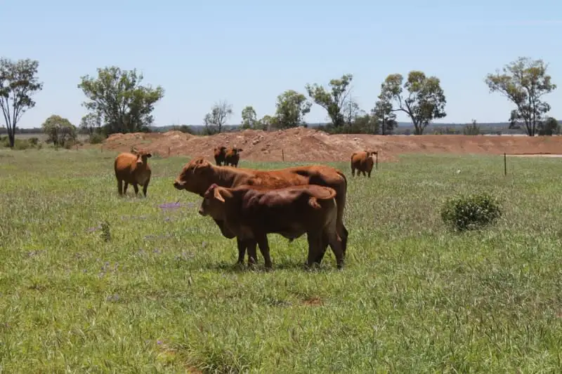 Main view of Homely rural property listing, 4895 TEELBA Road, Glenmorgan QLD 4423