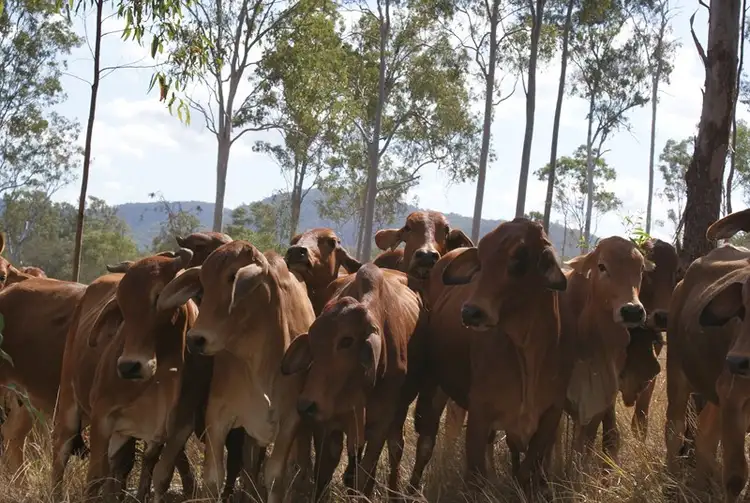 Third view of Homely rural property listing, 0 Rows Road, Gindoran QLD 4676