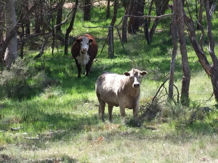 Fourth view of Homely rural property listing, 3423 Freemantle Road, Bathurst NSW 2795