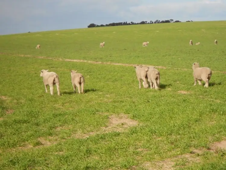 Fifth view of Homely rural property listing, 546 Kirra Road, Keith SA 5267