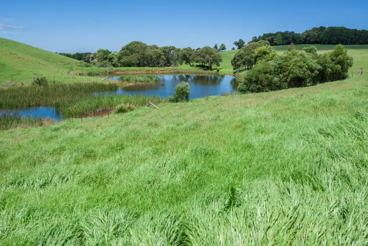 Sixth view of Homely rural property listing, 5287 Waterfall Way, Dorrigo NSW 2453